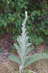 Common mullein